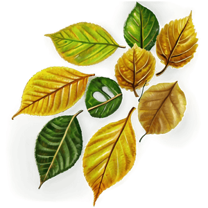 Autumn Leaves PNG 05042024 PNG image with transparent background