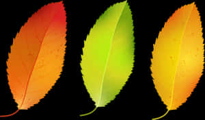Autumn_ Leaves_ Transition PNG image with transparent background