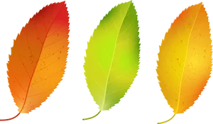 Autumn_ Leaves_ Transition PNG Image