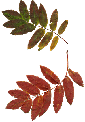 Autumn Leaves Transition PNG image with transparent background
