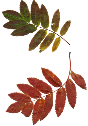 Autumn Leaves Transition PNG Image