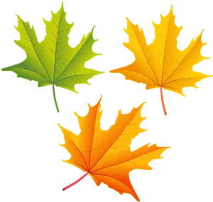 Autumn Leaves Transition PNG Image