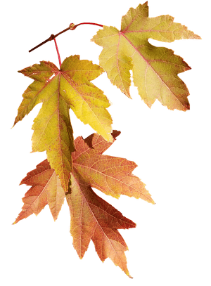 Autumn Leaves Transparent Background PNG image with transparent background