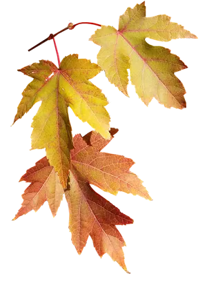 Autumn Leaves Transparent Background PNG Image