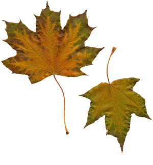 Autumn Leaves Transparent Background PNG image with transparent background