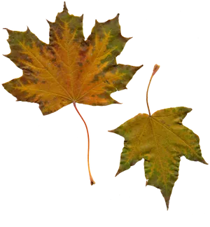 Autumn Leaves Transparent Background PNG Image