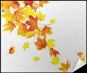 Autumn Leaves White Background PNG image with transparent background
