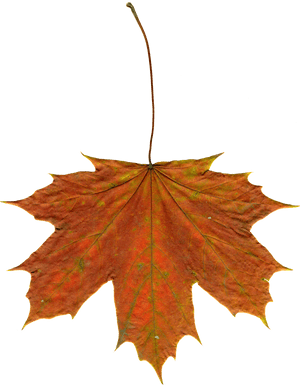 Leaves Autumn Leaves Clipart Png Image, Transparent Png PNG image with transparent background