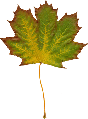 Autumn Maple Leaf Texture PNG image with transparent background