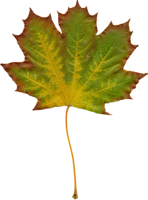 Autumn Maple Leaf Texture PNG Image