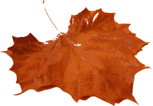 5 Png - Fall Leaf, Transparent Png PNG image with transparent background