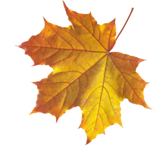 Autumn Maple Leaf Transparent Background PNG Image