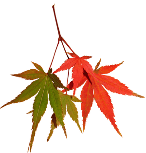 Autumn Maple Leaves Contrast PNG image with transparent background