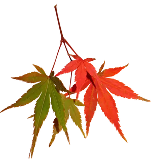 Autumn Maple Leaves Contrast PNG Image