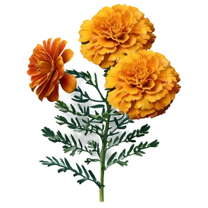 Autumn Marigolds Display Png 06132024 PNG Image