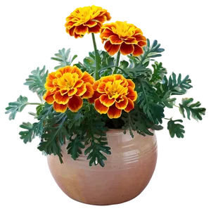 Autumn Marigolds Display Png 19 PNG Image