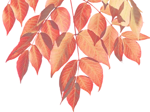 Autumn Red Leaves Black Background PNG Image