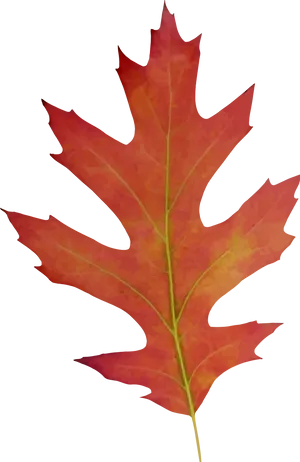 Autumn Red Oak Leaf PNG Image