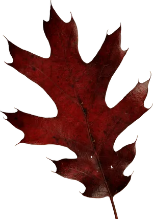 Autumn Red Oak Leaf.png PNG Image