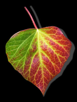 Autumn Transition Leaf PNG image with transparent background