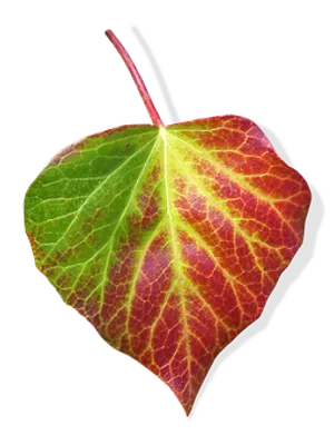 Autumn Transition Leaf PNG Image