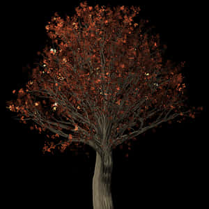 Autumn Tree Black Background PNG image with transparent background