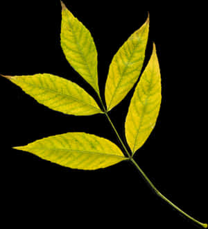 Autumn Yellow Leaf Black Background PNG image with transparent background