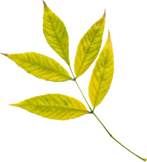 Autumn Yellow Leaf Black Background PNG Image