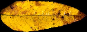 Autumn Yellow Leaf Texture PNG image with transparent background