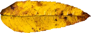 Autumn Yellow Leaf Texture PNG Image