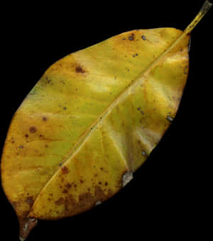 Autumn Yellow Leaf Texture PNG image with transparent background