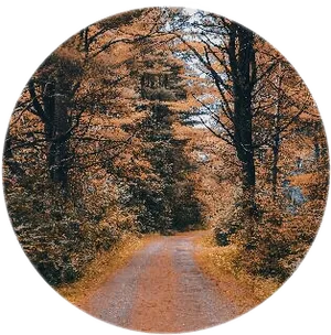 Autumnal Forest Path.jpg PNG Image