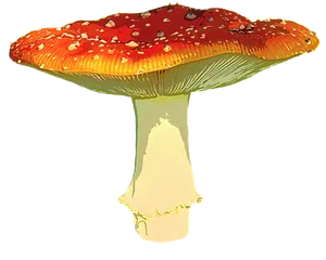 Autumnal Red Mushroom PNG Image