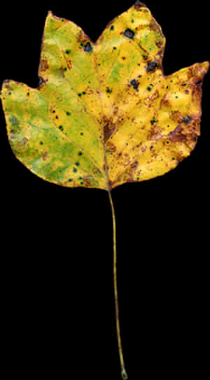 Autumnal Tulip Poplar Leaf PNG image with transparent background