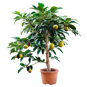 Avocado Tree Png 06282024 PNG Image