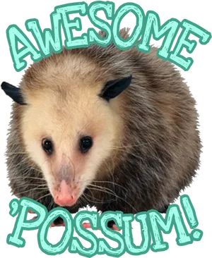 Awesome Possum Graphic PNG Image