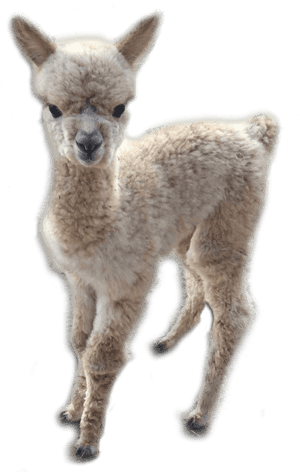 Baby Alpaca Standing Cutout.png PNG