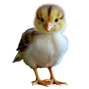 Baby Chicky And Mother Png Ikc44 PNG Image