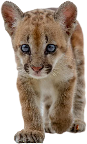 Baby Cougar Cub Closeup PNG Image