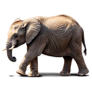 Baby Elephant In The Wild Png Rwo12 PNG Image