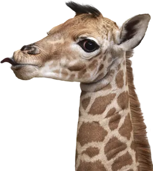 Baby Giraffe Portrait PNG Image