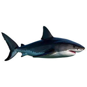 Baby Great White Shark Png 4 PNG Image