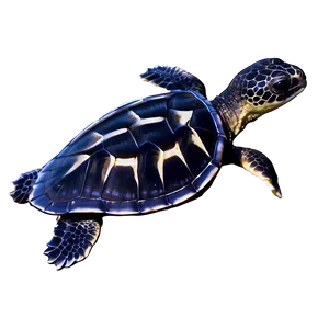 Baby Leatherback Turtle Adventure Png Xra PNG Image