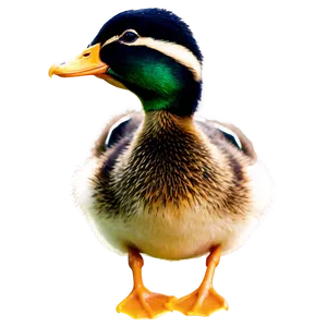 Baby Mallard Duck Png 06262024 PNG Image