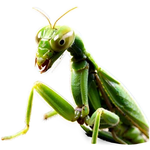 Baby Praying Mantis Png 06122024 PNG Image