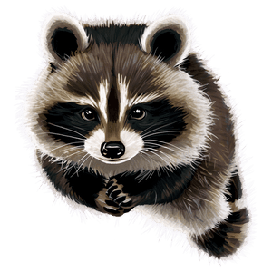 Baby Raccoon PNG ogv PNG image with transparent background