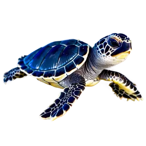 Baby Sea Turtle Hatchling Png Mtc PNG Image