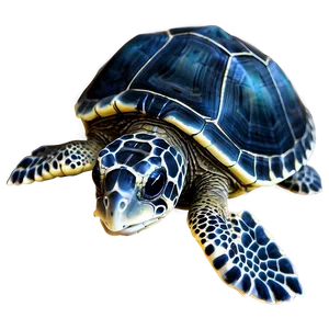 Baby Sea Turtle Hatchling Png Urj PNG Image