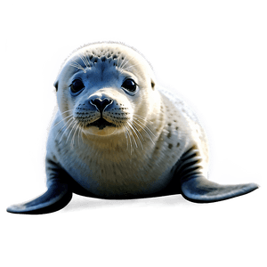Baby Seal PNG 05242024 PNG