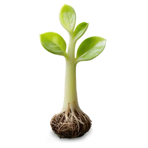 Baby Sprout Png Ggg PNG Image